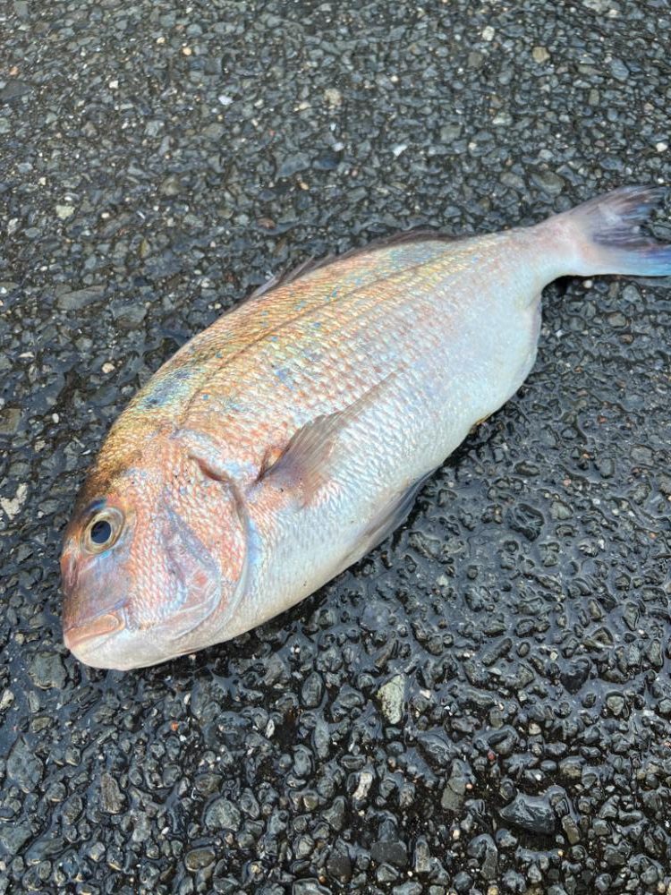 鯵を探して三千里 Vol.67