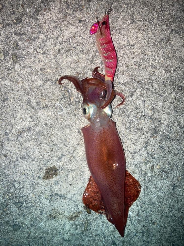 2023ライトゲーム第29戦