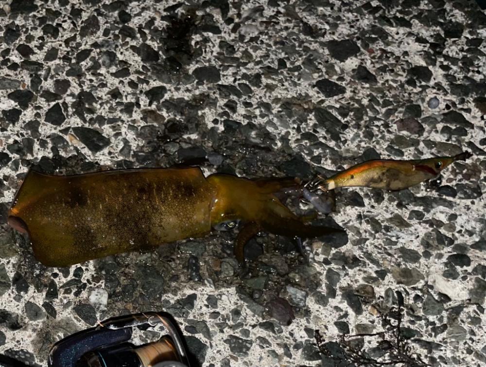 今年初エギング