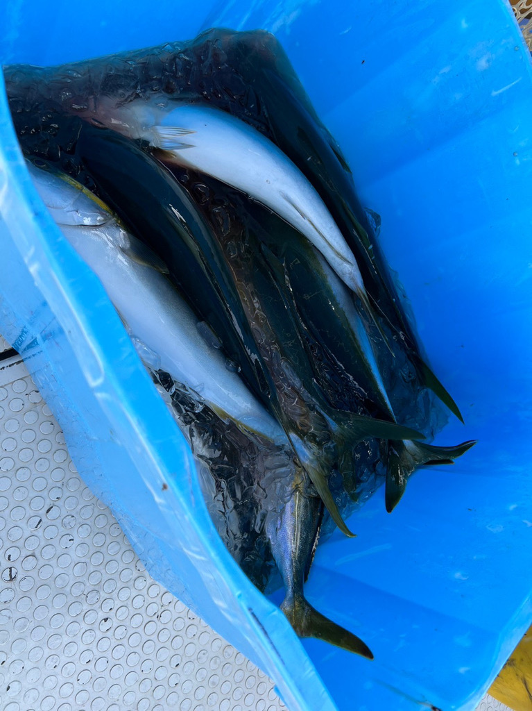 釣船　KANEMOさんにて