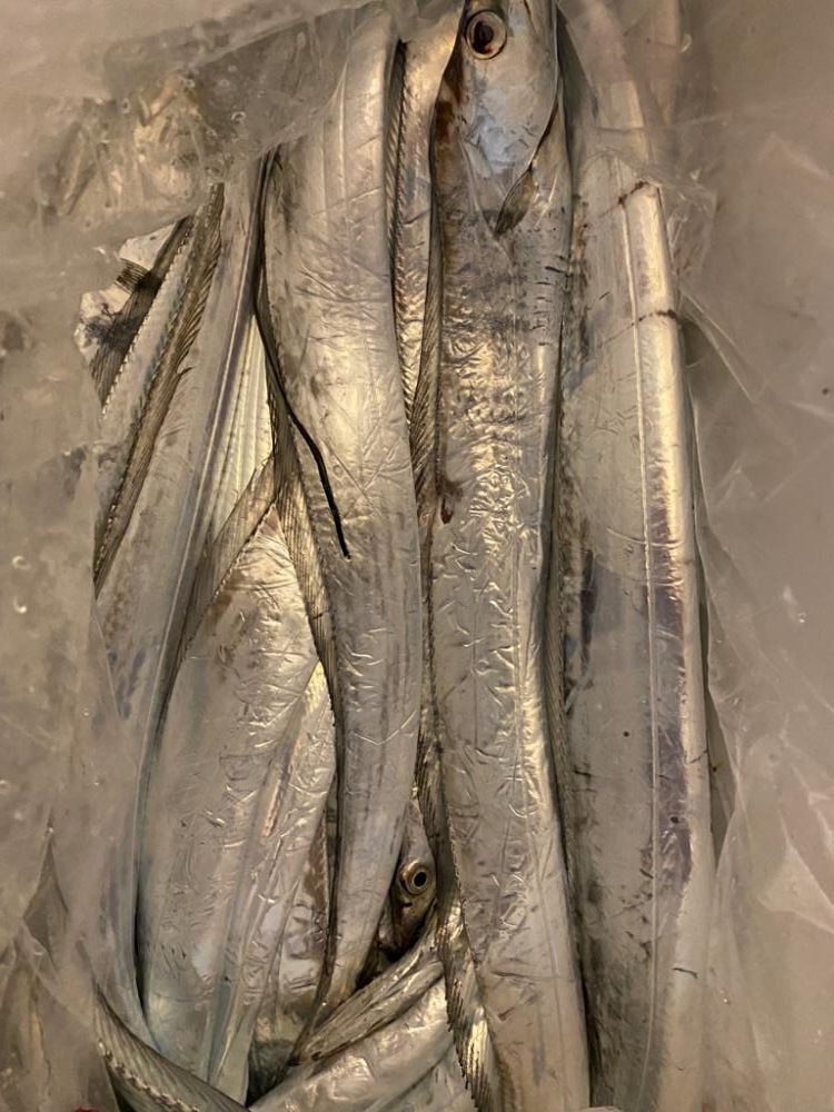 タチウオジギング