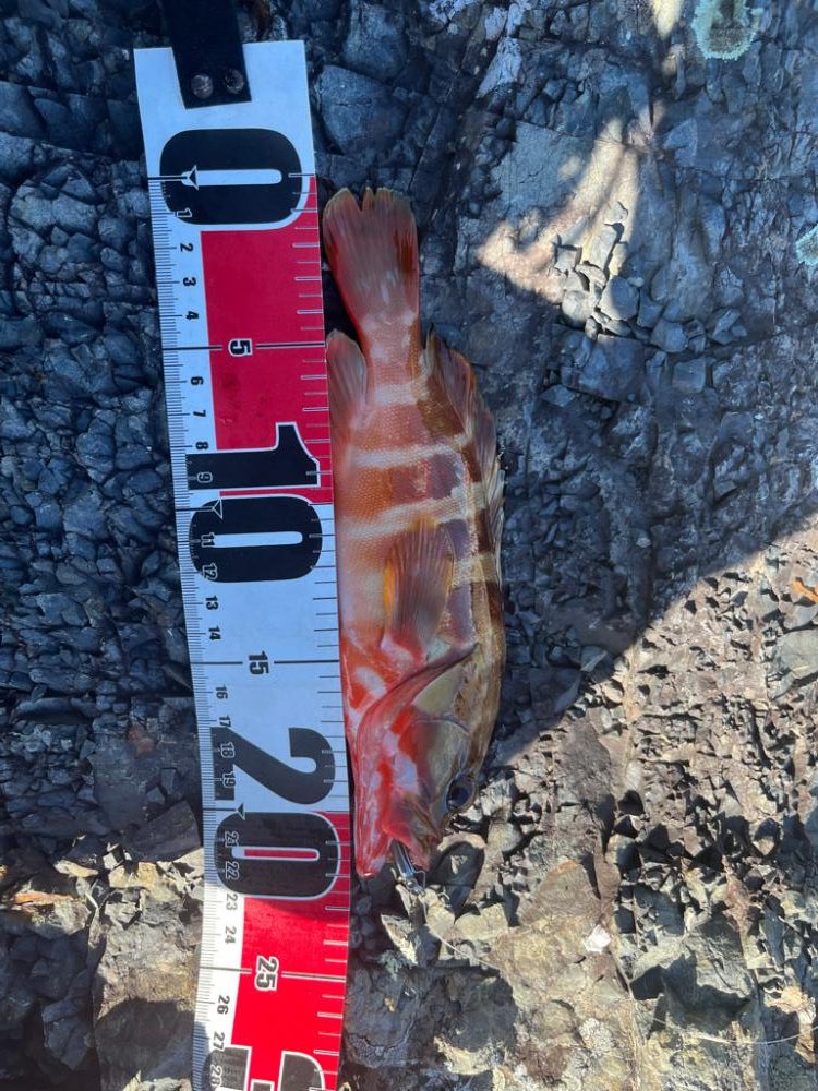 尾鷲根魚探しの夏休み