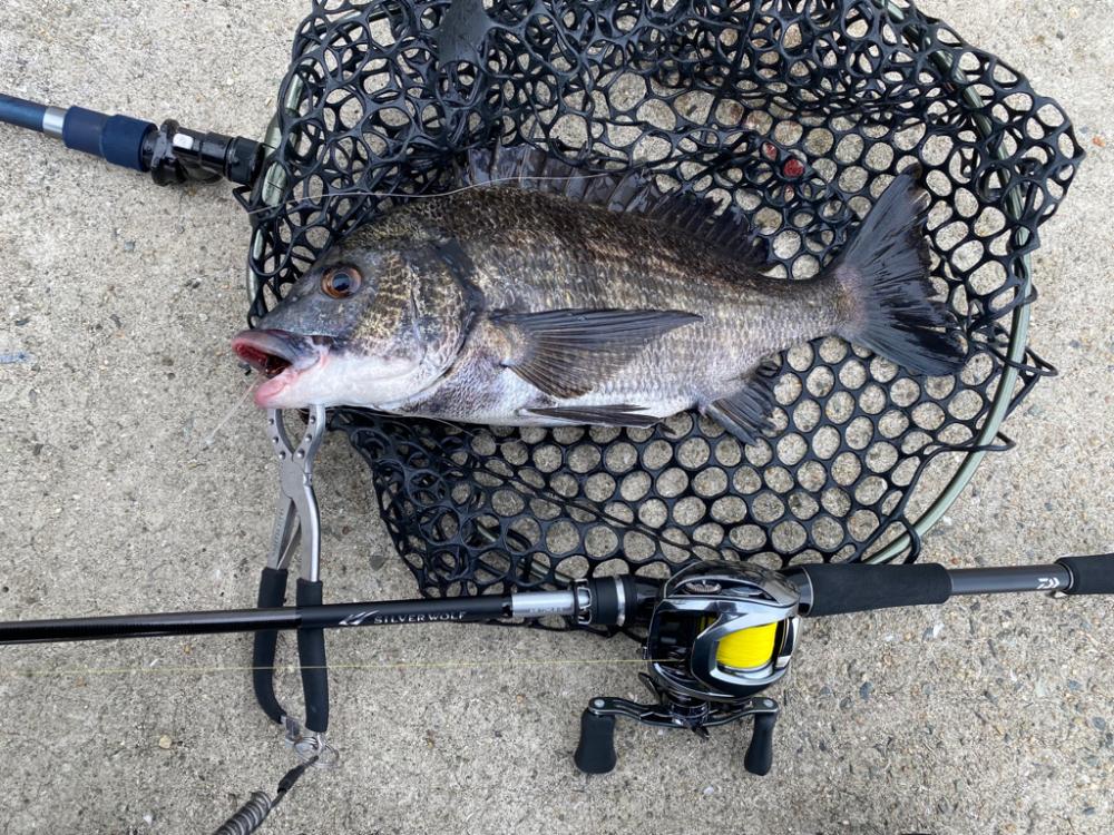 淀川水系チニング