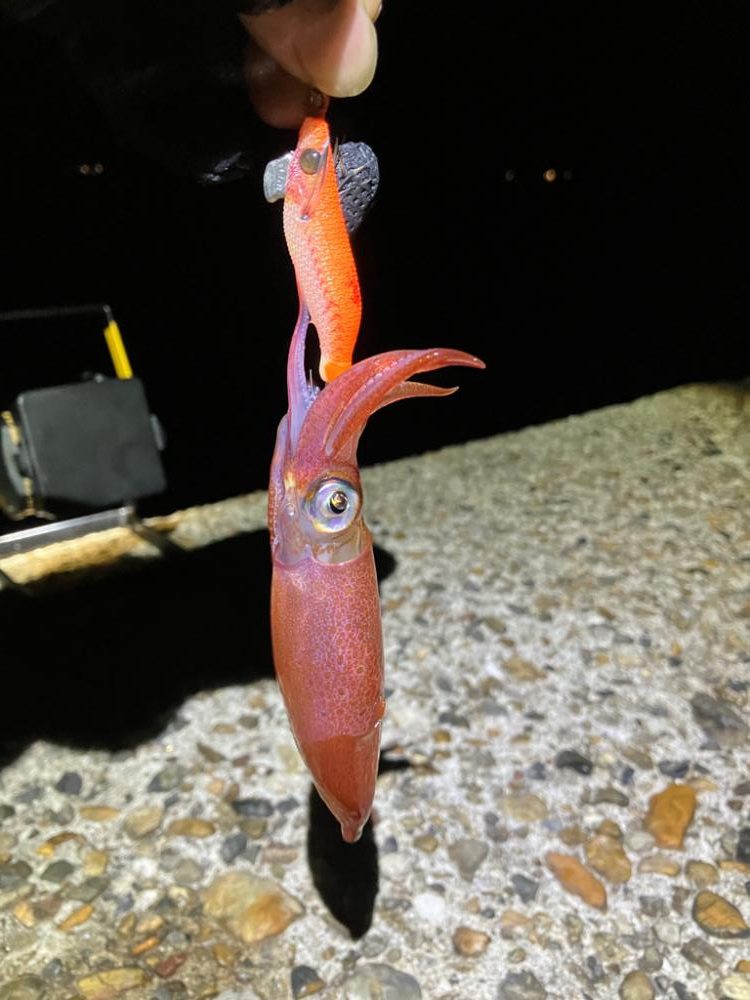 ケンサキ🦑調査(^。^)