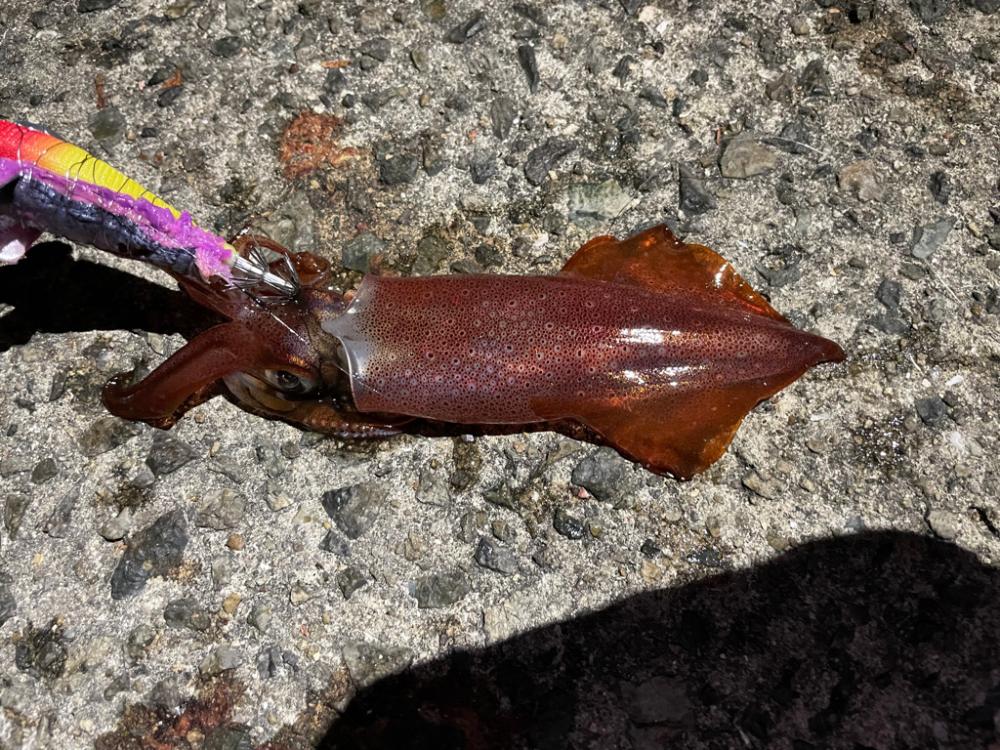 涼しい夜釣り
