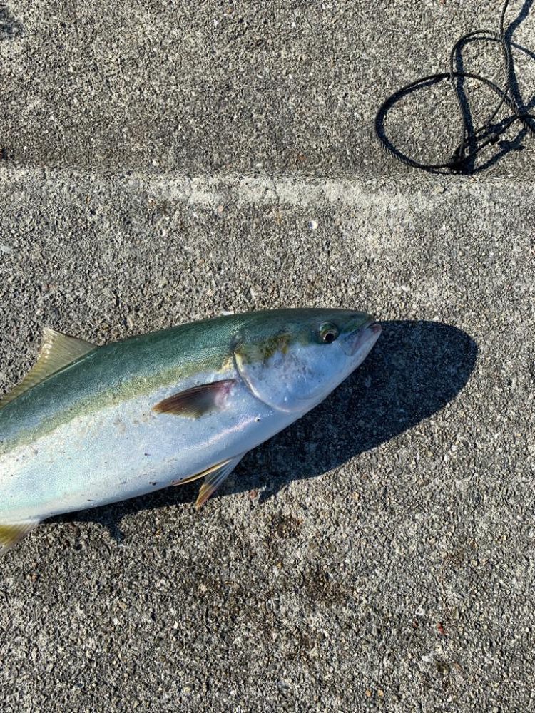 2か月以上ぶりの！