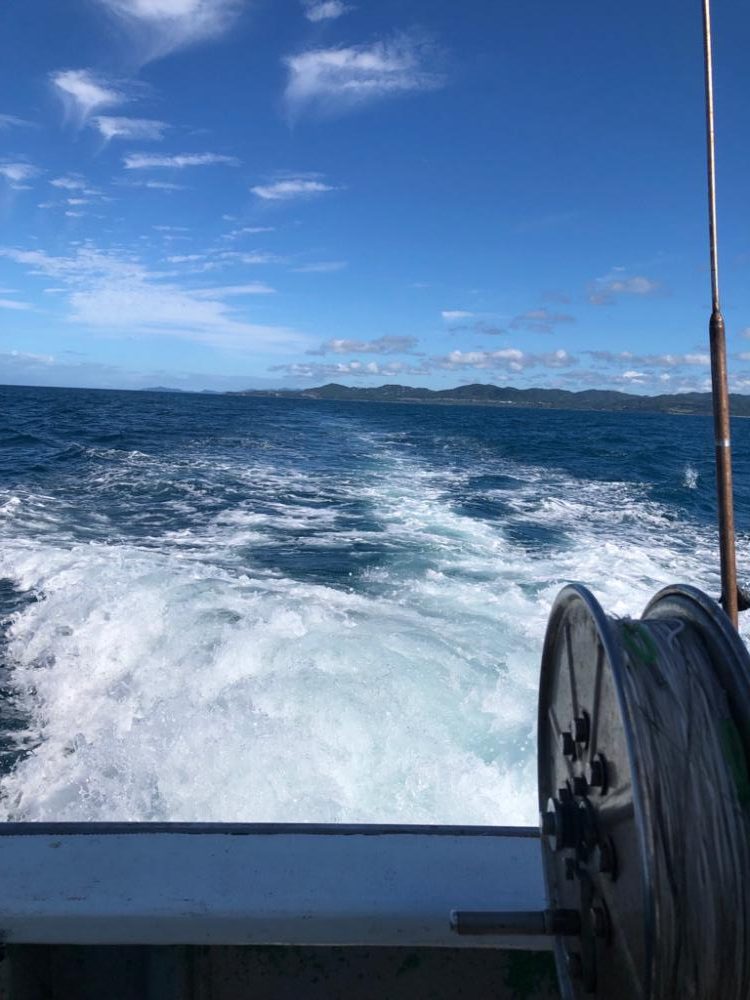 真昼間でも元気なシイラです！