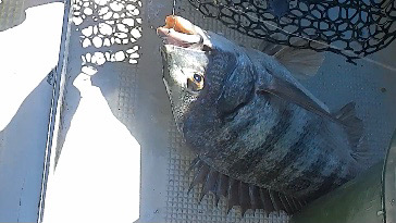 渋ヒトツテンヤ竿頭！