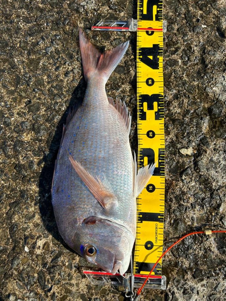 やっと目標のサイズ