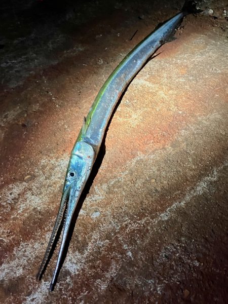 ダイバーが恐れる危険生物キャッチ