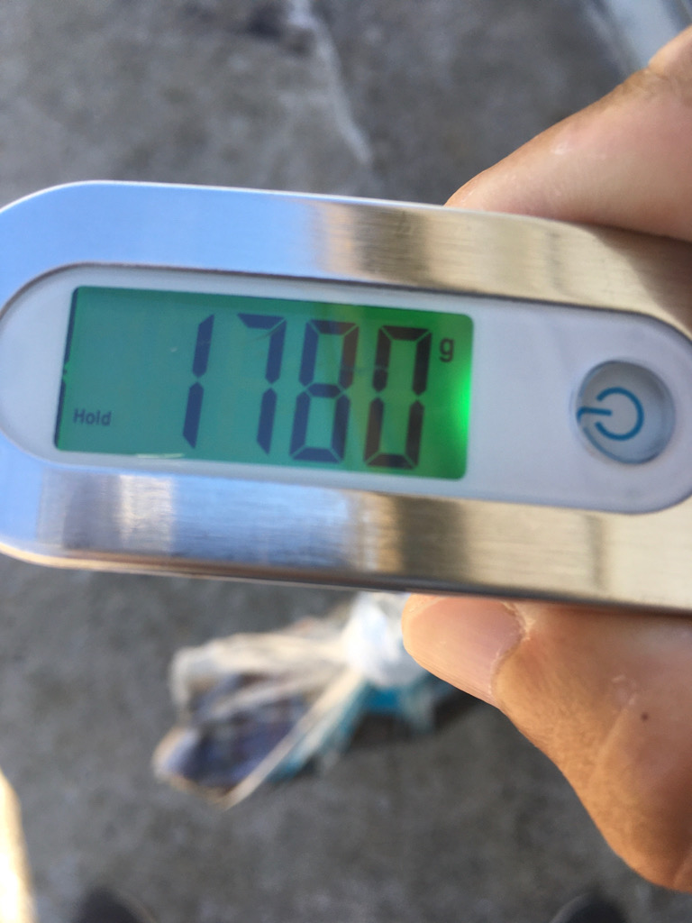 【タコフィネス】アコウ + ガシラ + タコ