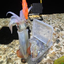 久しぶりのケンサキイカ釣り(^｡^)