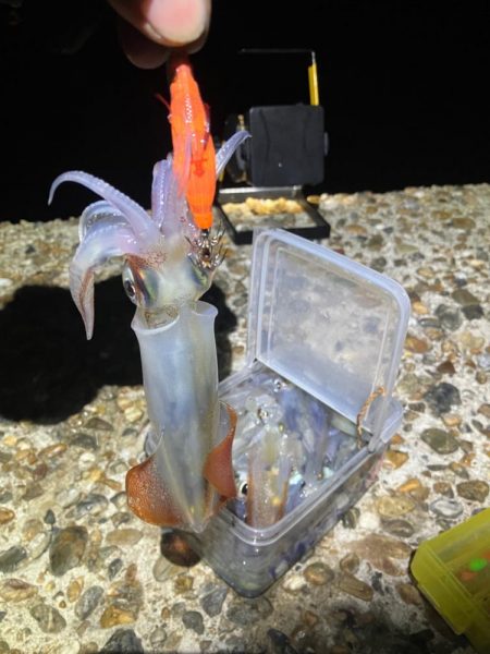 久しぶりのケンサキイカ釣り(^｡^)