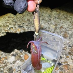 ケンサキ釣り8日目(^.^)