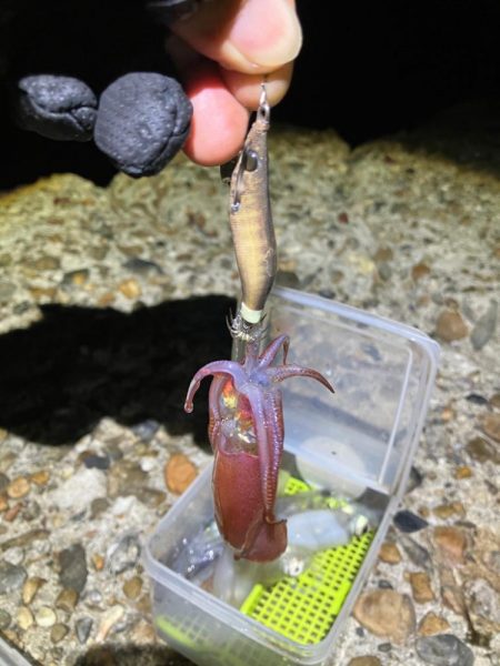 ケンサキ釣り8日目(^.^)