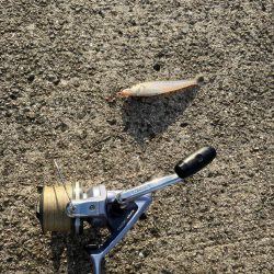 紀ノ川で投げ釣り