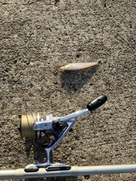 紀ノ川で投げ釣り