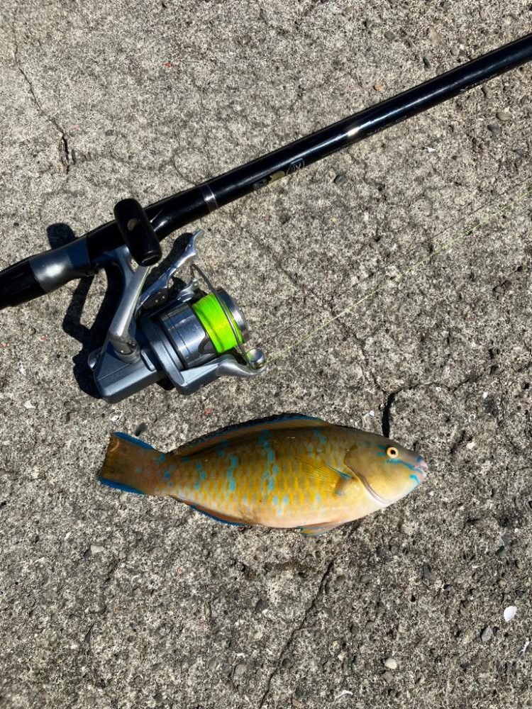 波止ライトカゴ釣り