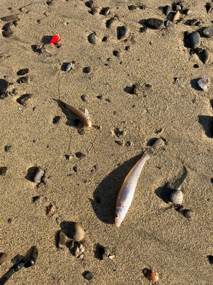 ちょい投げでキス釣り