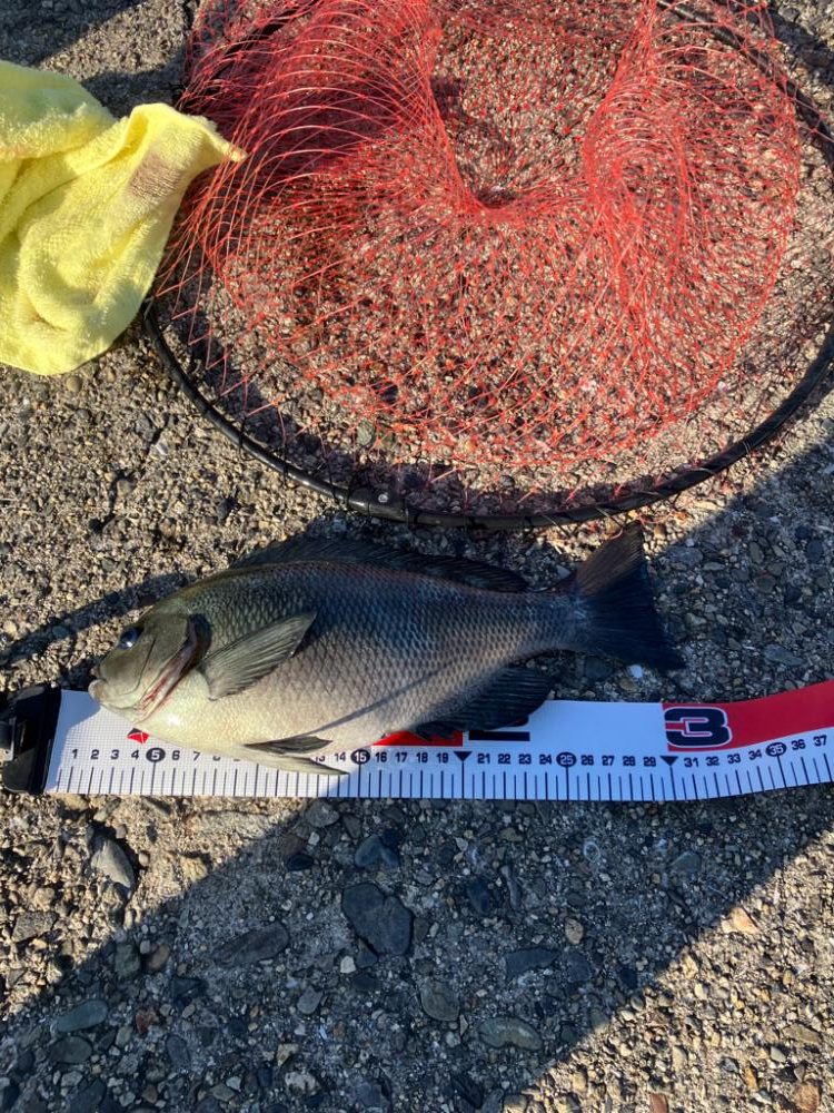 エビ撒き釣りで高級魚