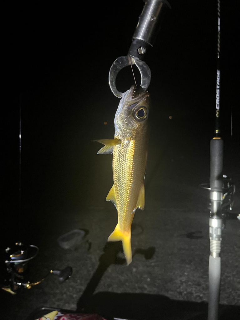 今年のタチウオ