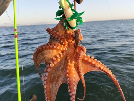 伊勢湾沖タコ釣り！