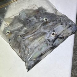 姫路離島ショアケンサキイカ釣り｜爆釣から１週間で激渋に！