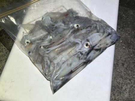 姫路離島ショアケンサキイカ釣り｜爆釣から１週間で激渋に！