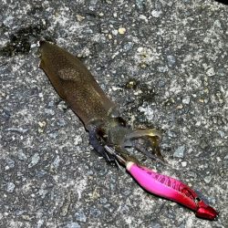 姫路離島ライトエギングでケンサキイカ釣り｜３つの秘訣で大爆釣！！