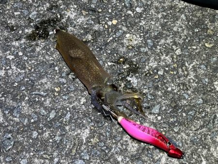 姫路離島ライトエギングでケンサキイカ釣り｜３つの秘訣で大爆釣！！