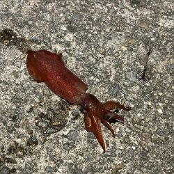 ケンサキイカ餌釣り最強説崩れる釣行