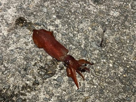 ケンサキイカ餌釣り最強説崩れる釣行