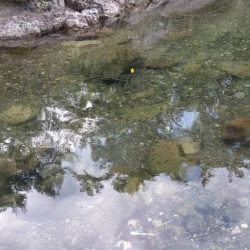 渇水でも暑くても喰いは良好、滋賀県犬上川