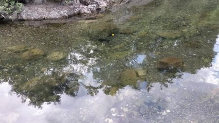 渇水でも暑くても喰いは良好、滋賀県犬上川