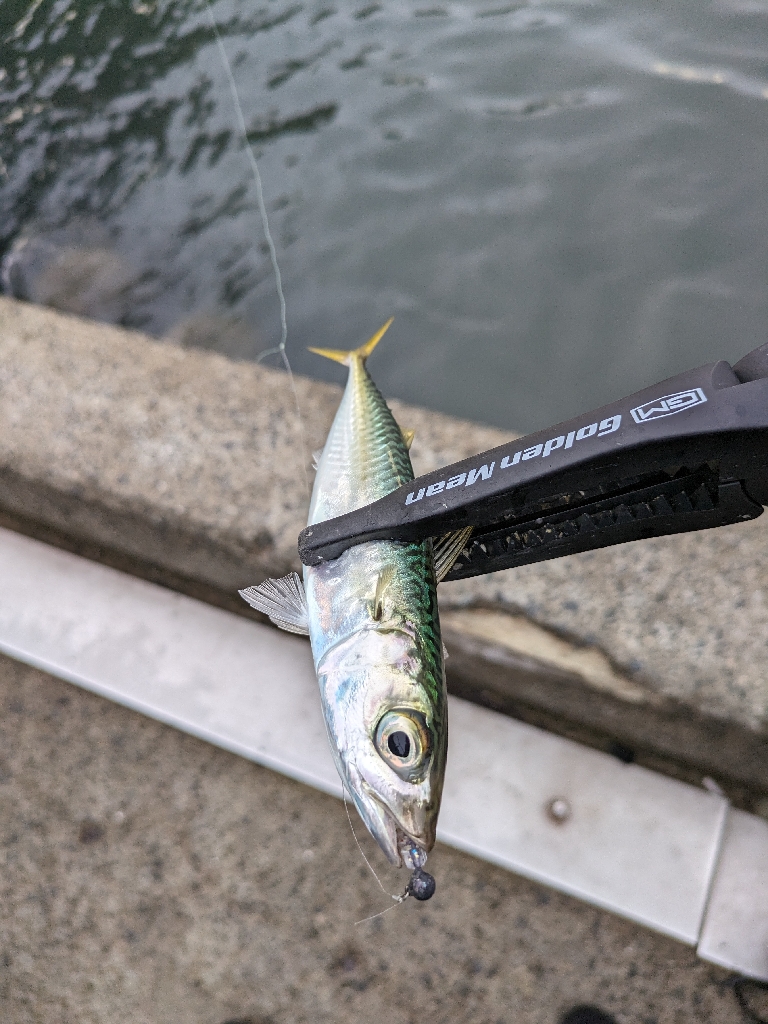 サバ、豆を掻い潜って良型アジ探し