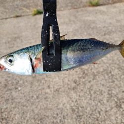 ファミリーフィッシング