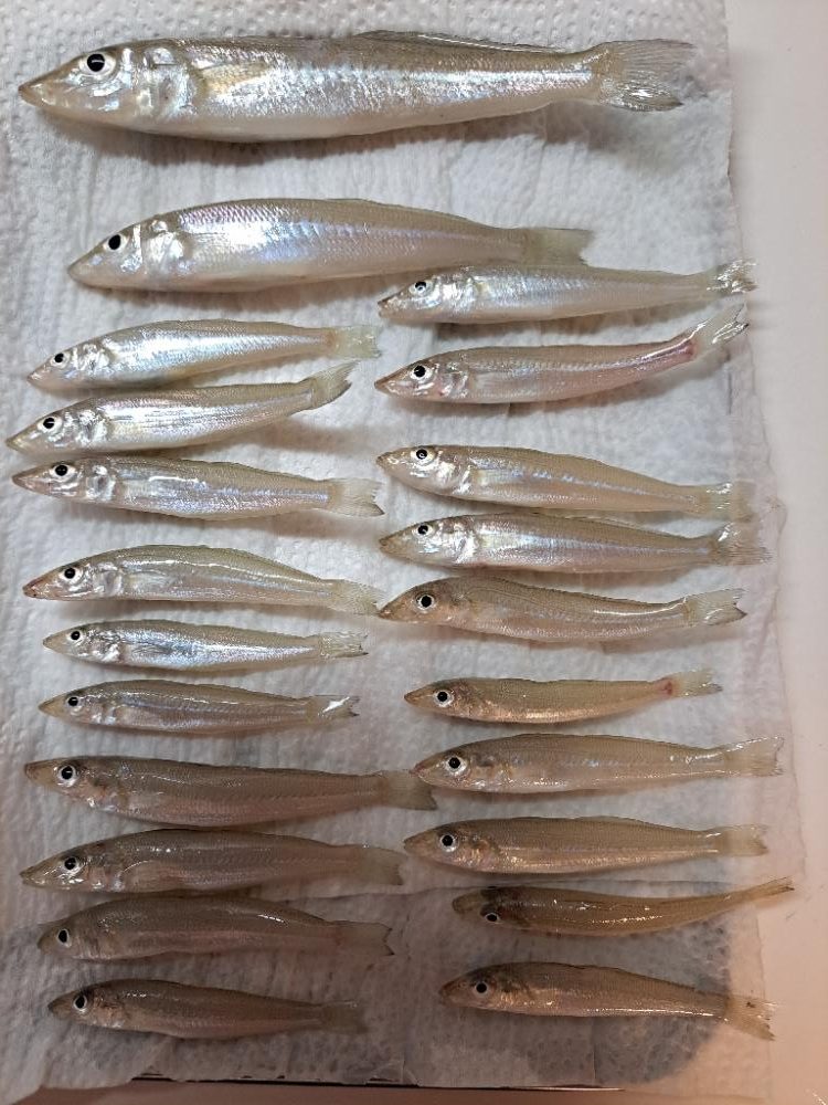 家族でチョイ投げ