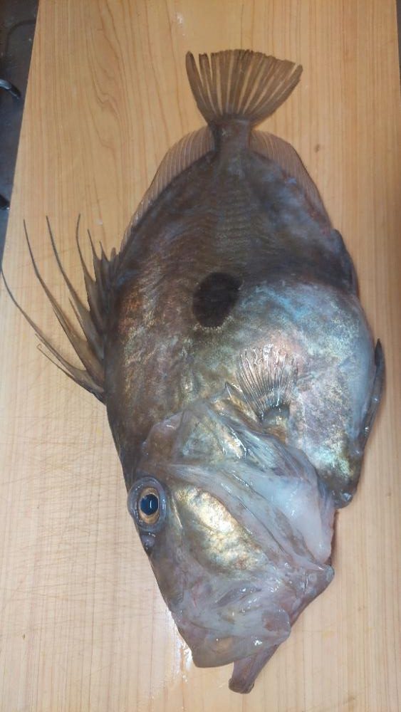 小浜沖 イカメタル バチコン