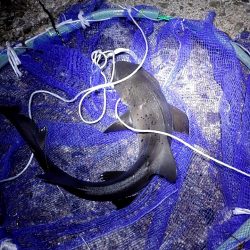 幻の超高級魚再び