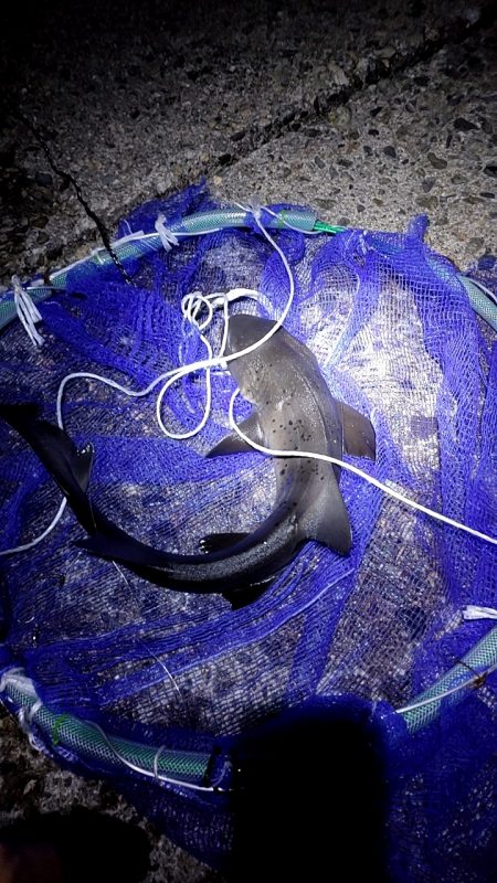 幻の超高級魚再び