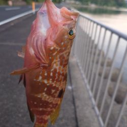 まだ小さいアコウ