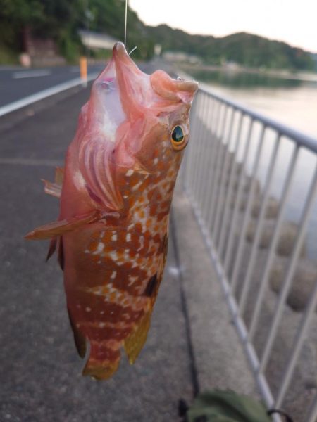 まだ小さいアコウ