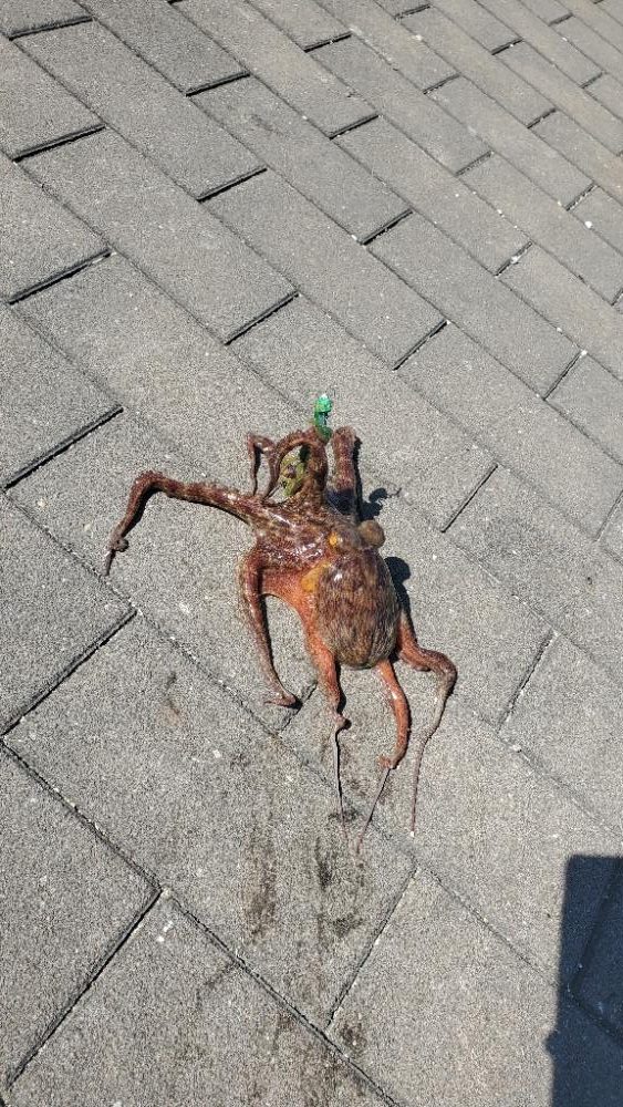 サバゲーとタコ