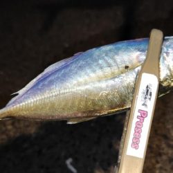 やっと、近所でもアジング開幕