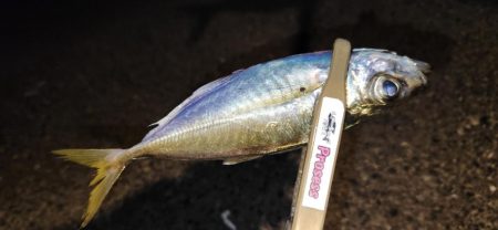 やっと、近所でもアジング開幕