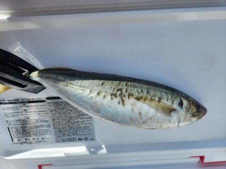 真夏のタイラバ