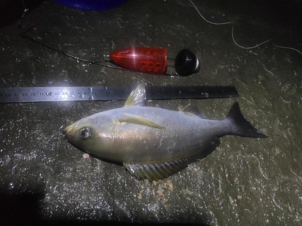 イサキ・ヨコスジフエダイ