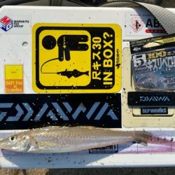 虹ノ松原でキス釣りしてきました