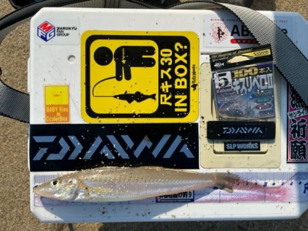 虹ノ松原でキス釣りしてきました