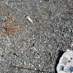 キス　今季最大ならず